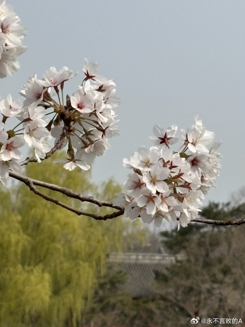 陶然亭樱花摄影