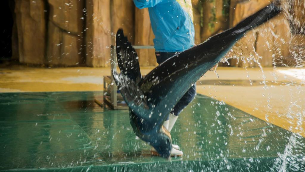 揭阳沟美龙舟竣工庆典盛况