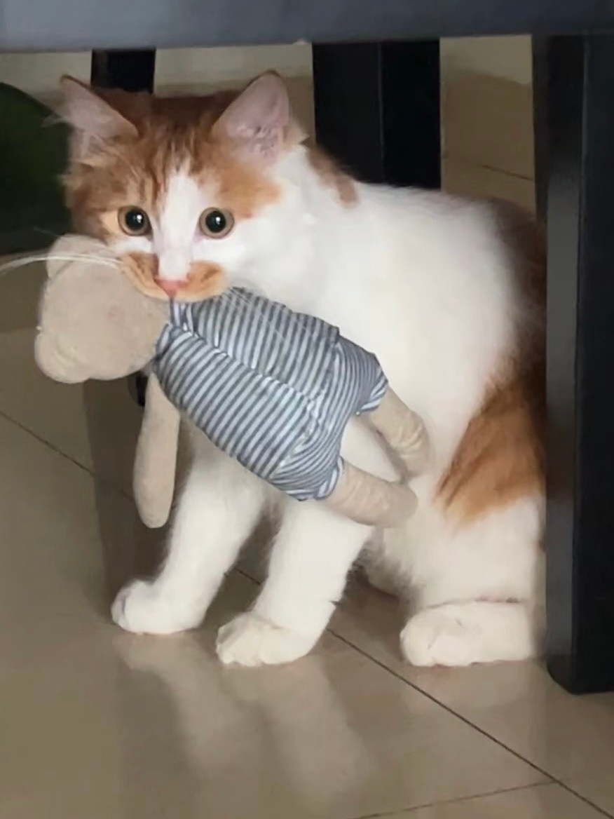 猫咪真的很爱啃咬娃娃养过的都知道。。。