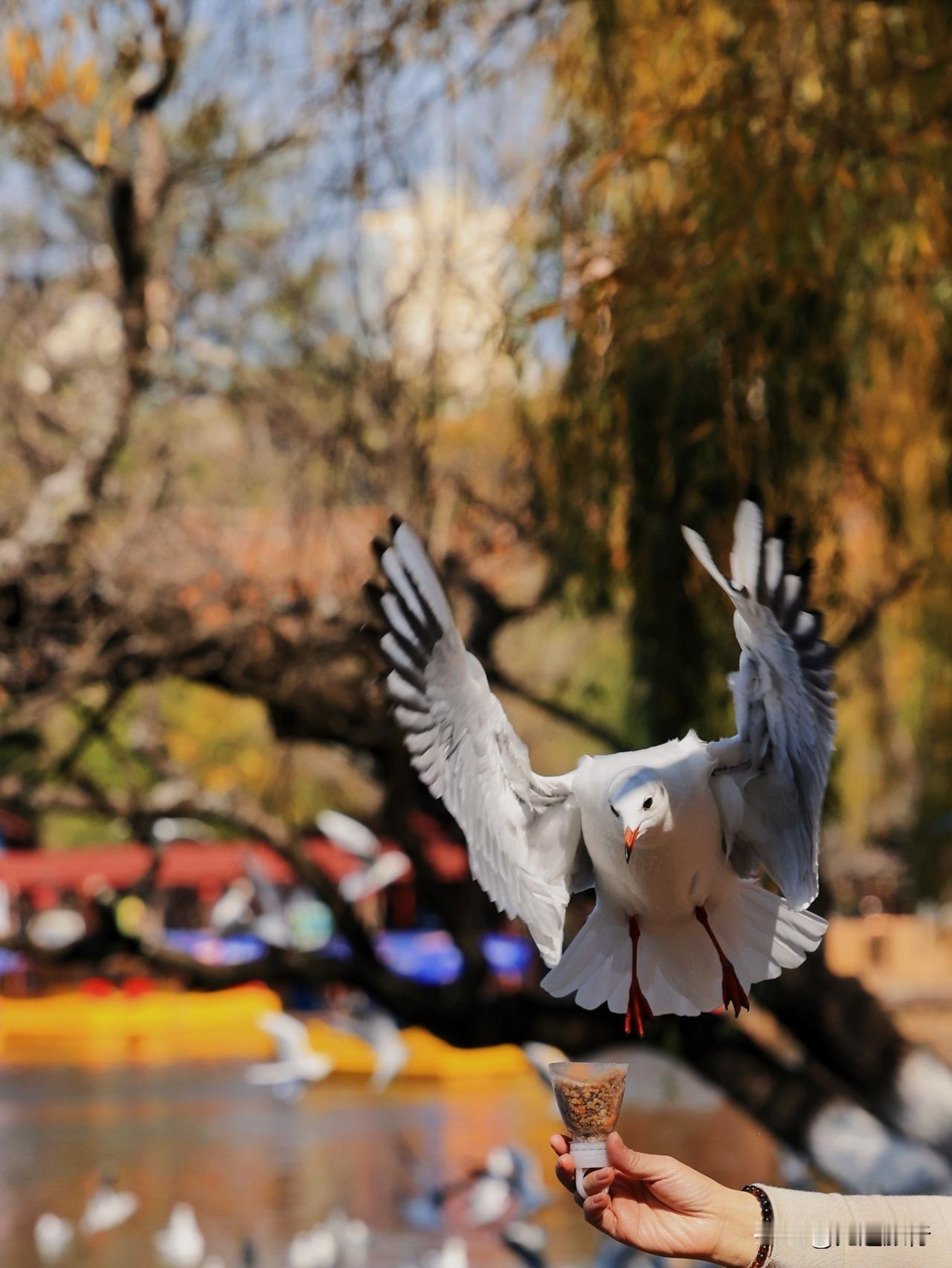 冬日昆明旅游，可不要错过观鸥！推荐免费的市中心翠湖公园，这里不仅有银杏飘黄和枫叶