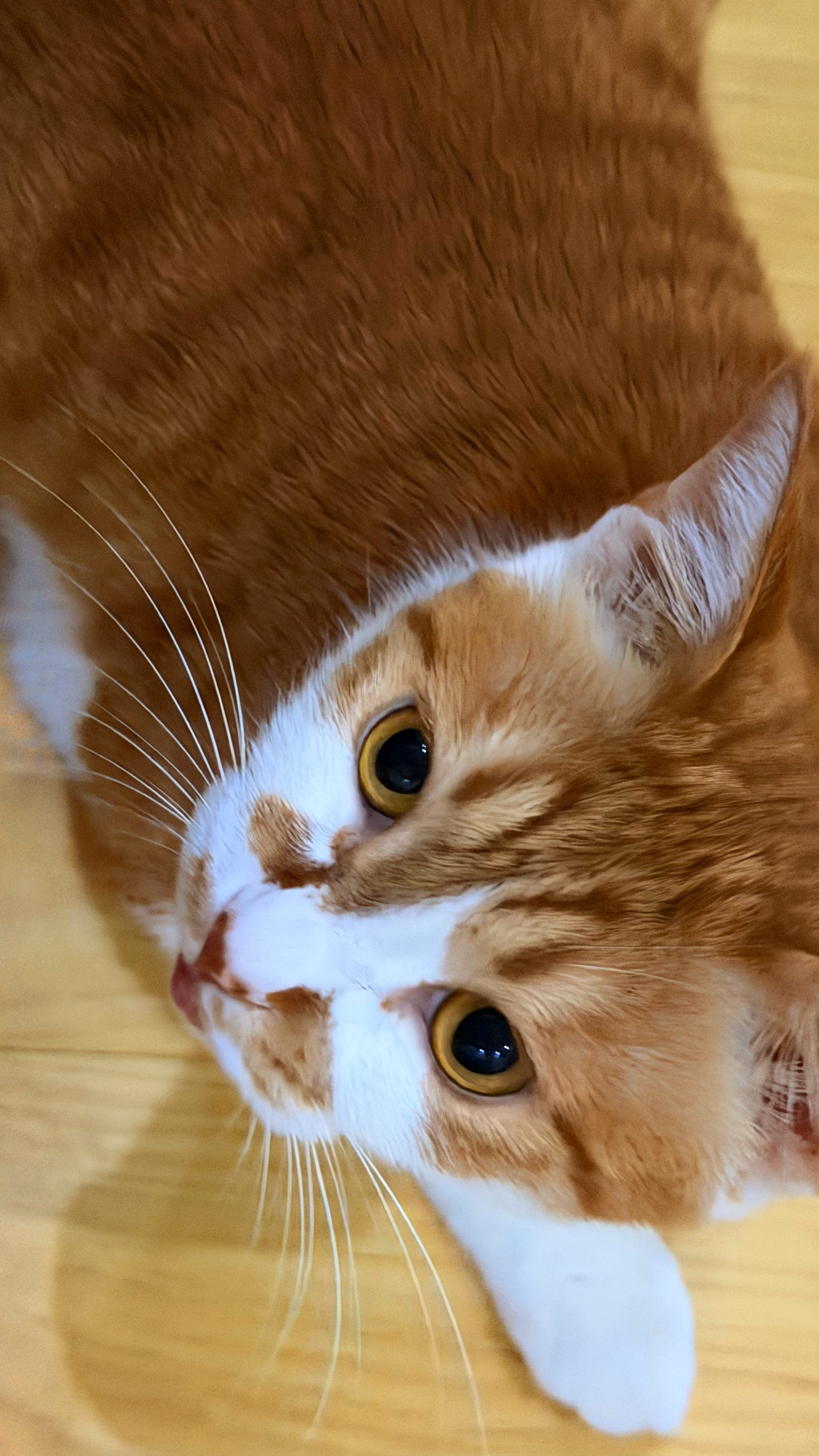 怎么会有叫声这么难听的小猫咪​​​