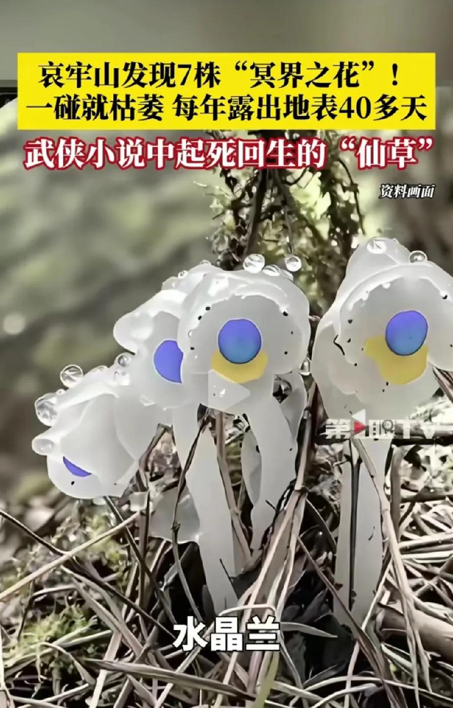 哀牢山发现7株“冥界之花”，传说中有“起死回生”之效！一碰就枯萎，无法移植栽种。