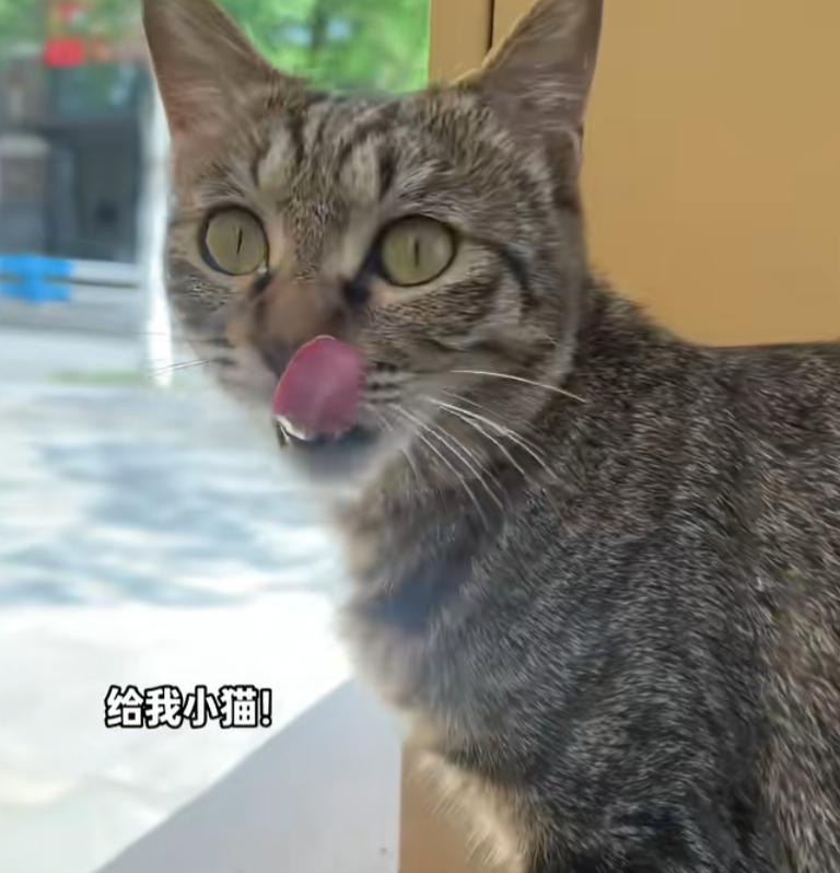 “这真是一只仁义狸花猫”事情起因是有个博主一直投喂小区流浪的怀孕狸花猫看它