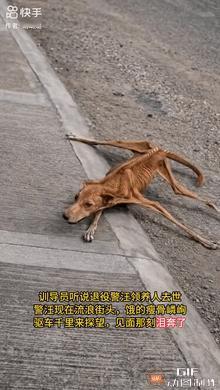 一名训导员听闻一只退役警犬的领养人不幸离世，可怜的狗狗流落街头。它不肯吃别人扔来