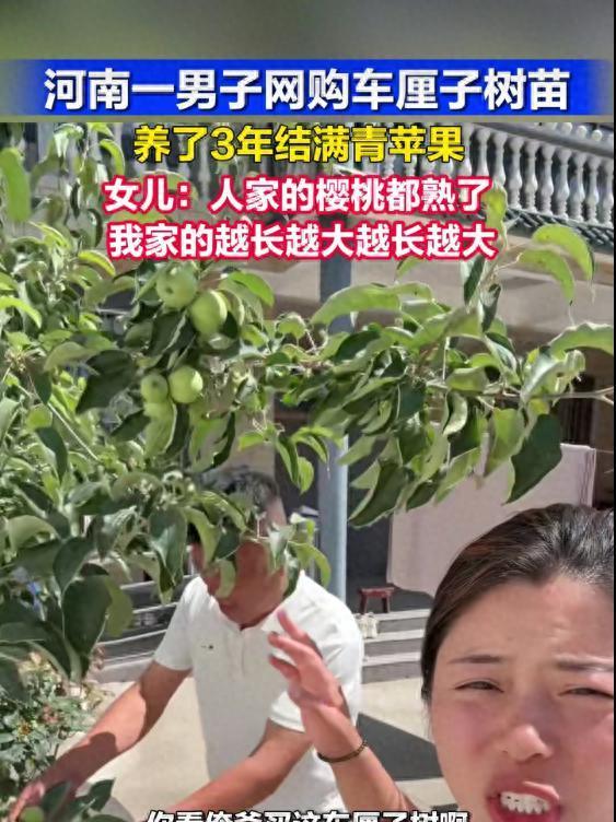 河南一男子网购了一棵车厘子树苗，精心种植了3年左右终于开花结果，竟然发现全是苹果