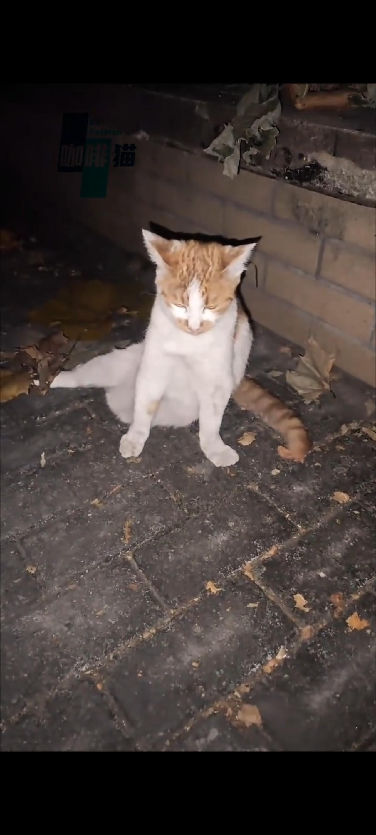 这只受了严重外伤还被车辆压断腿的橘猫，唯有活在当下，才是对自己最大的保障！此