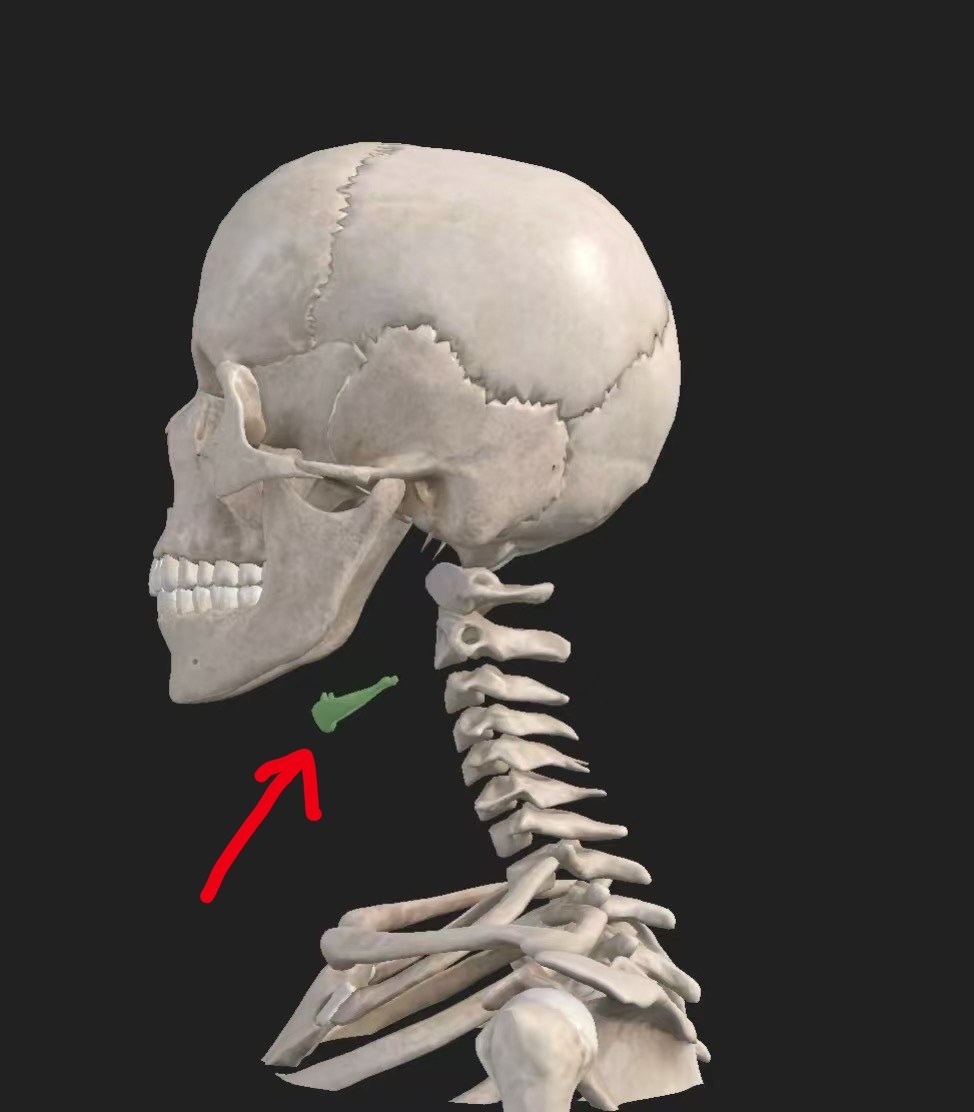 人体冷知识人体内唯一不与其他任何骨头相连的骨头——是舌骨（昨天有朋友已经答对