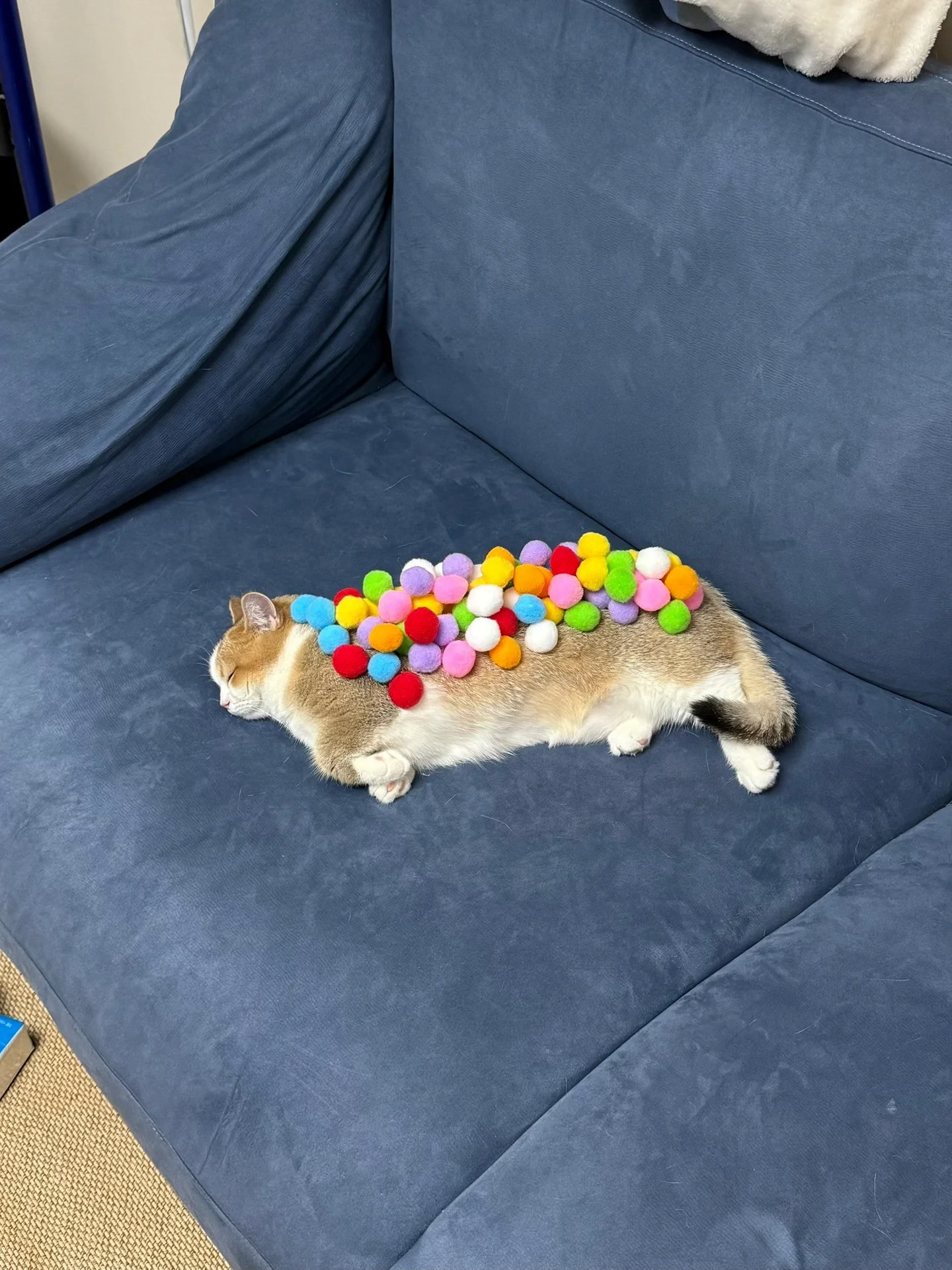 怎么有猫没有一点危机感！​​​