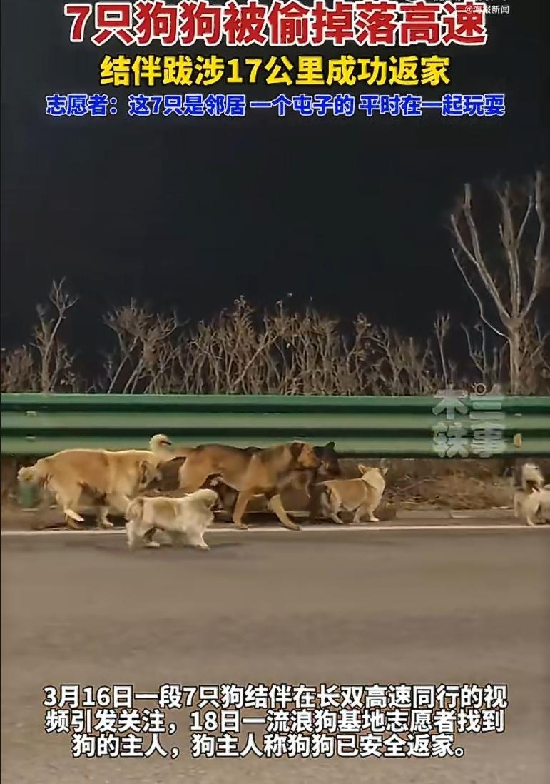 这不是电影，是发生在吉林长春的真实“狗血剧”——7只村中家犬被偷狗贼抓走，在高速