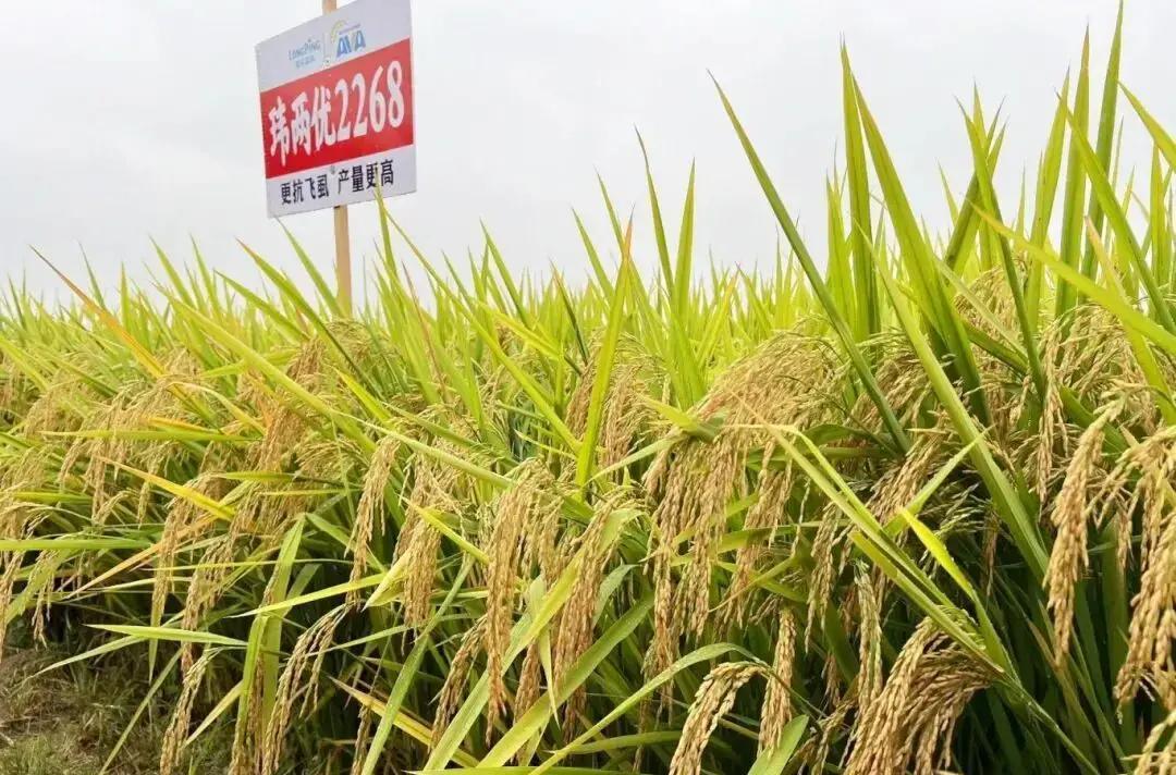 2025年湖南隆回百亩稻田，玮两优2268一季亩产干谷直冲1174.5公斤，瞬间