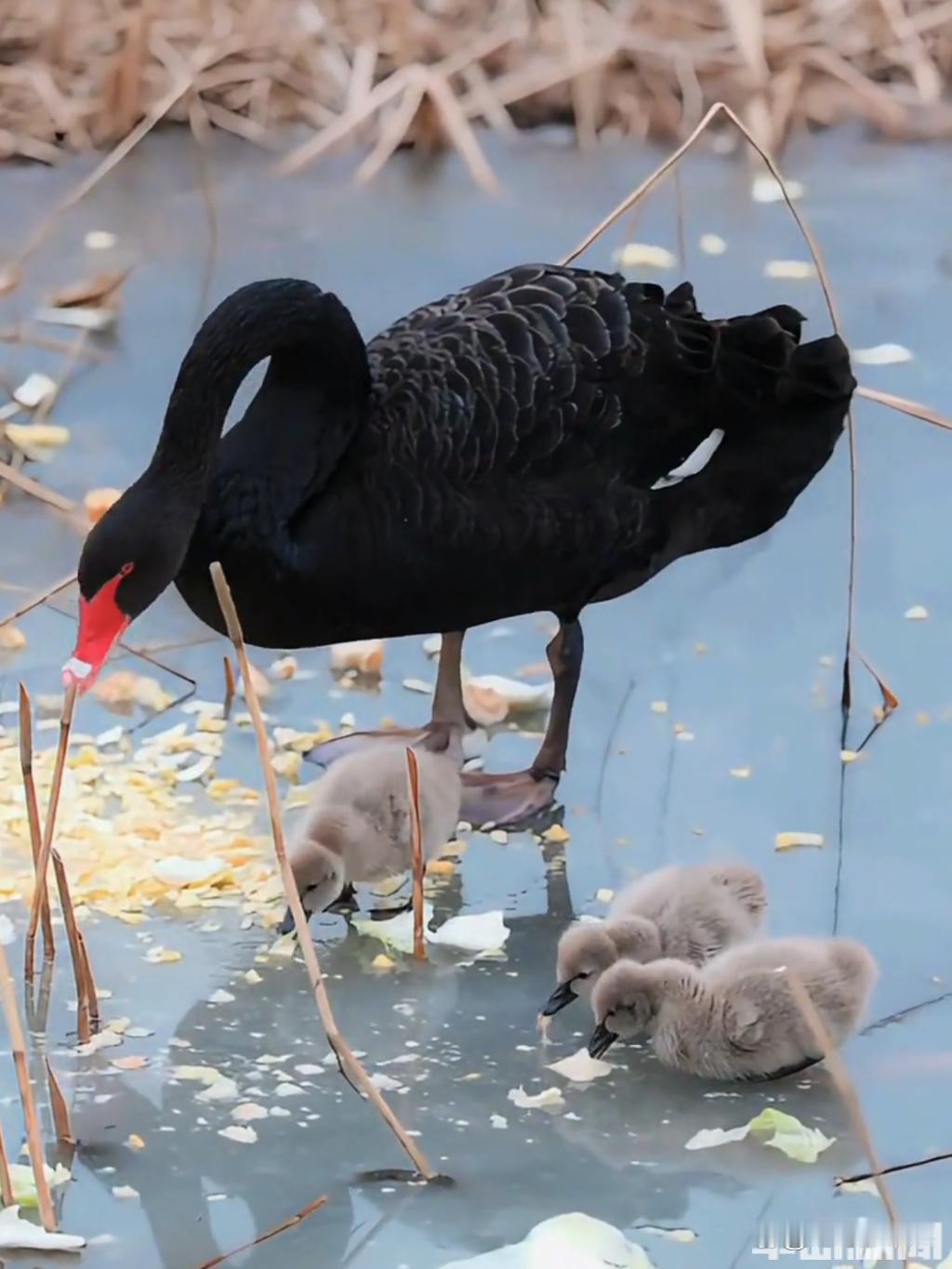 青岛少海湿地公园黑天鹅四胞胎萌翻全网！父母带娃暖心日常治愈无数都市人，背后故事更