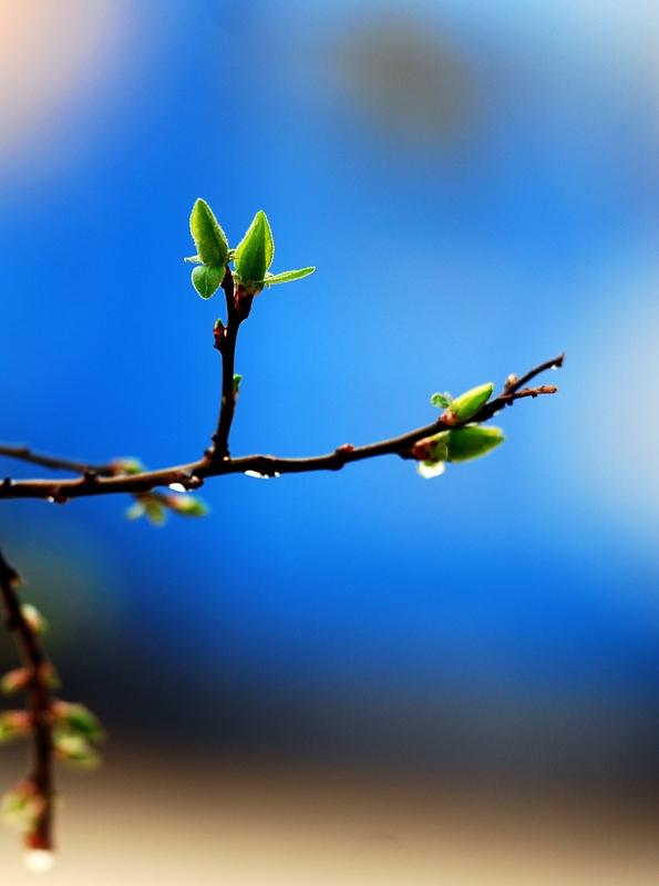 下联：春芽不语酿诗情。友友请出下联