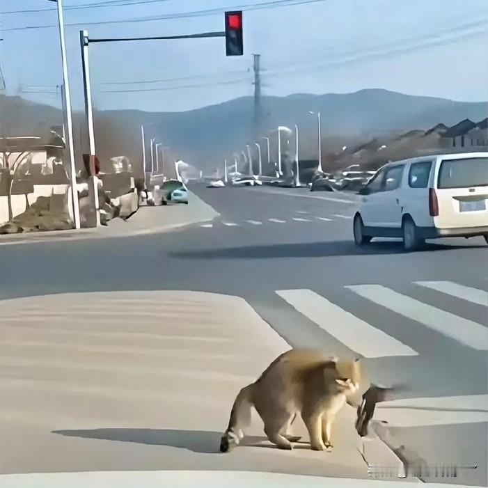 橘猫捕鸟被喇叭惊飞猎物，跳上车头“泄愤”笑喷网友！一只橘猫好不容易逮到了一只