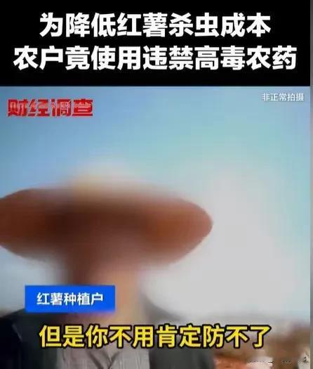 云南昆明，农民种红薯，为了低成本，种出产量又高，又光滑漂亮的红薯，农民居然使用高