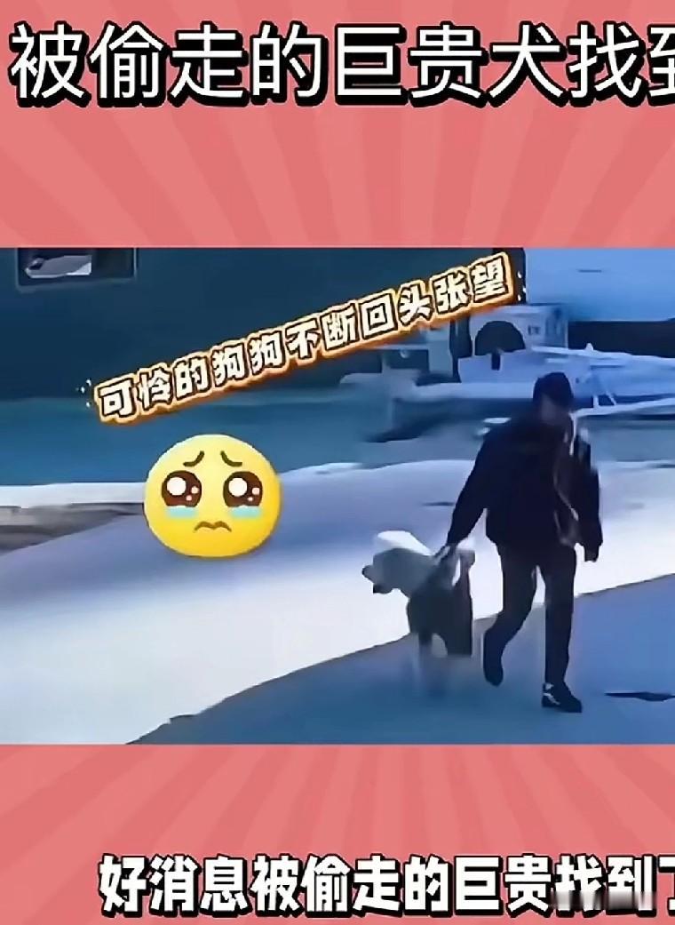 好消息，这只被偷了还一步三回头，眼神流露对主人，对家的渴望的巨贵，被找到了。