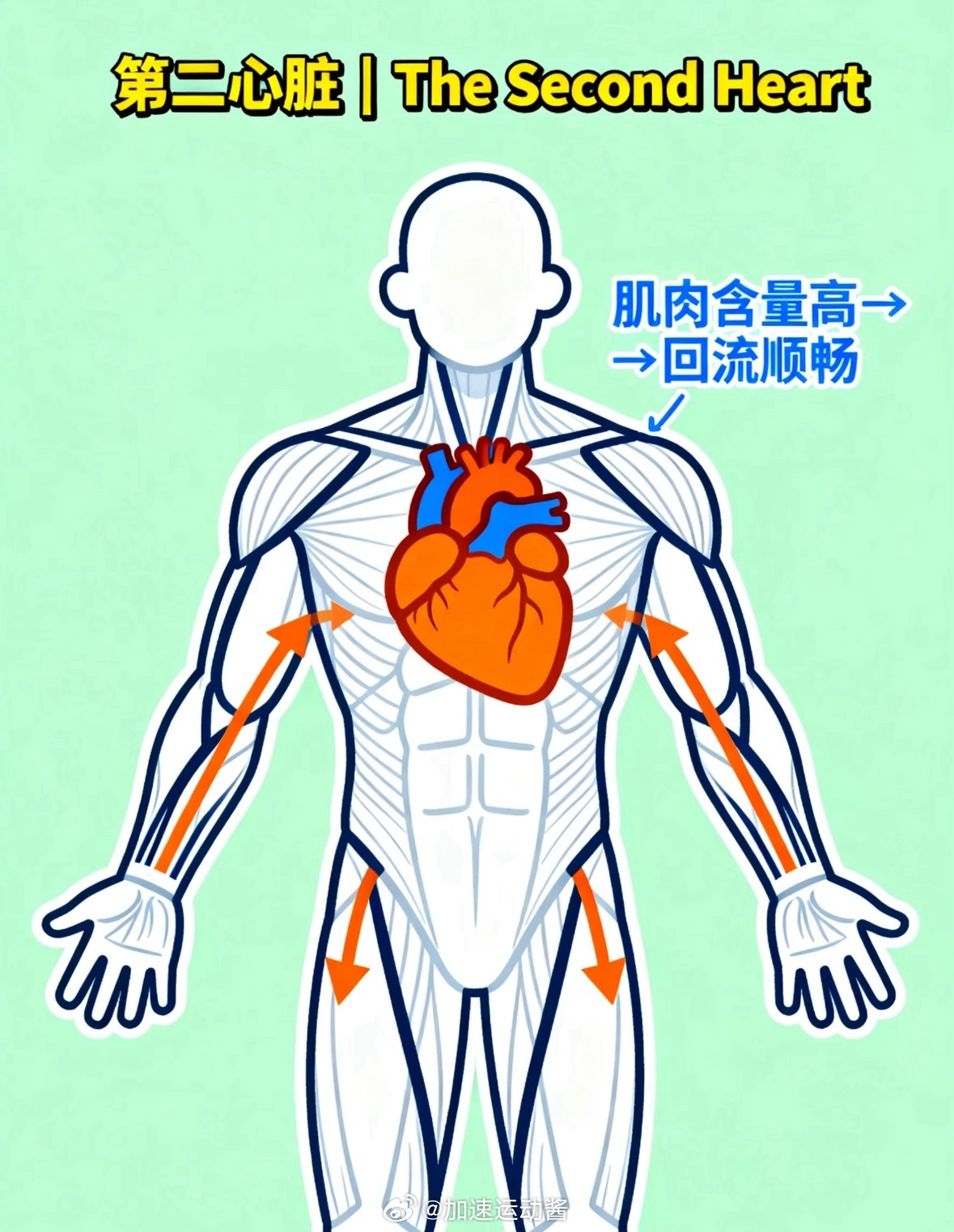 静止时肌肉耗能是脂肪3倍；运动时达全身总耗能90%！食物中80%能量分配给肌肉！