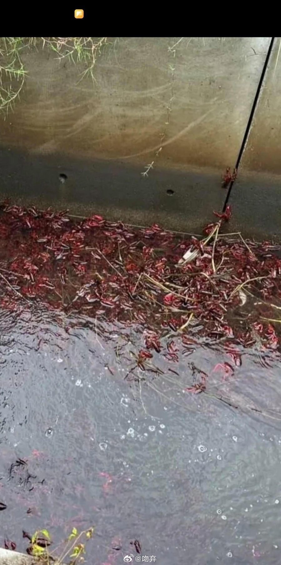 这玩意都泛滥成灾了，市场上还卖得老贵
