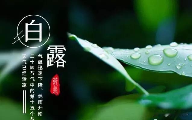 【原创作品】七绝•白露一夜清霜凝玉珠，蒹葭深浅傍平湖。西风不扫篱边影