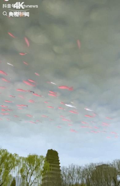 “没想到火到央视了！”近日，西安一网友原本只是想记录古塔的沧桑，却意外拍到几尾色