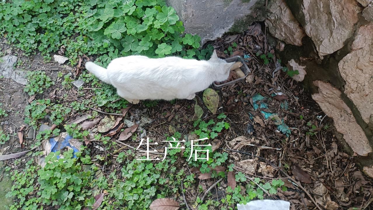 这只白猫终于出现了！它是我遛狗途中遇到的，本来是喂大橘猫的，白猫听到我的呼唤声也