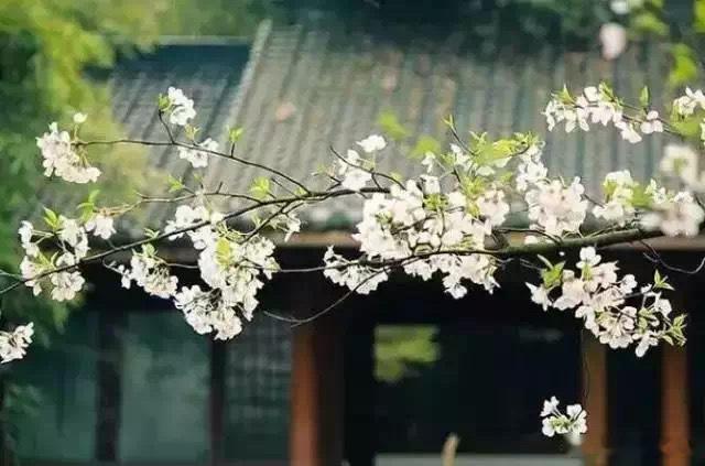 在清欢的流域·默斋主人原创自由诗萍水漾清光，朝暮凝浅岸。眉眼栖一缕温软，许流年岁