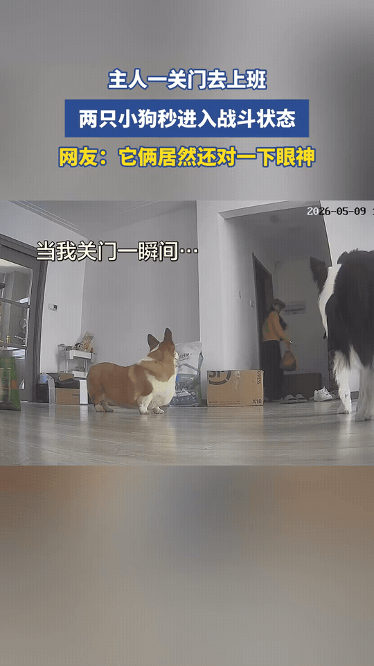主人刚出门，俩狗就开启了“相爱相杀”模式主人刚带上门，家里的柯基和边牧瞬间
