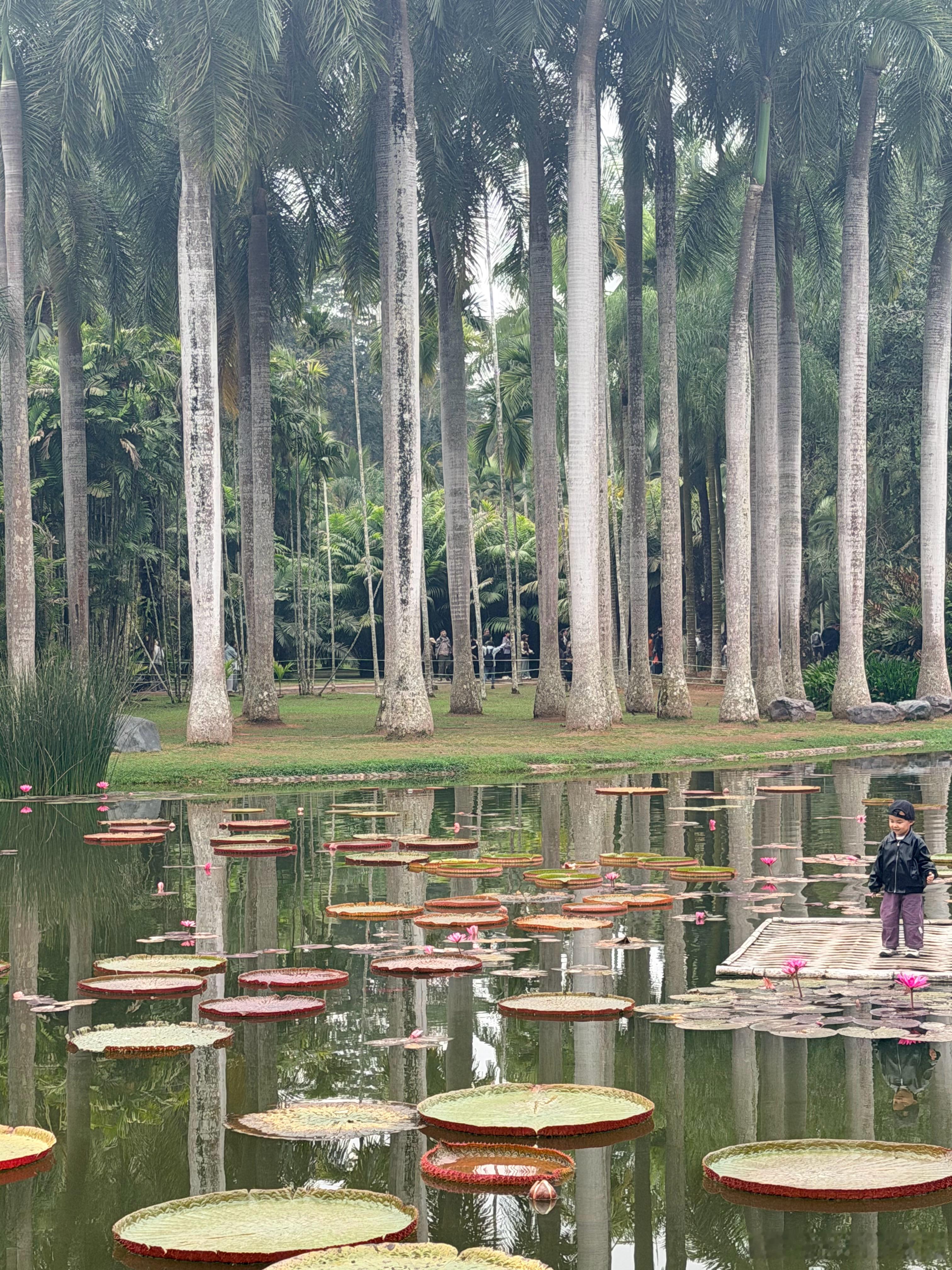 不止三亚东北人多，西双版纳东北人也很多。不是说东北游客多，而是各种水果店老板、司