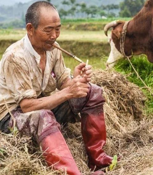 又到了每月的25号，这一天是特别让人向往的，因为这一天是农民养老金到账的日子。虽