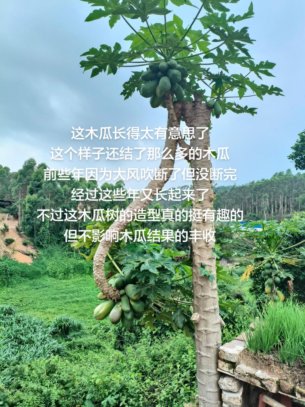 这木瓜长得太有意思了这个样子还结了那么多的木瓜前些年因为大风吹断了但没断完