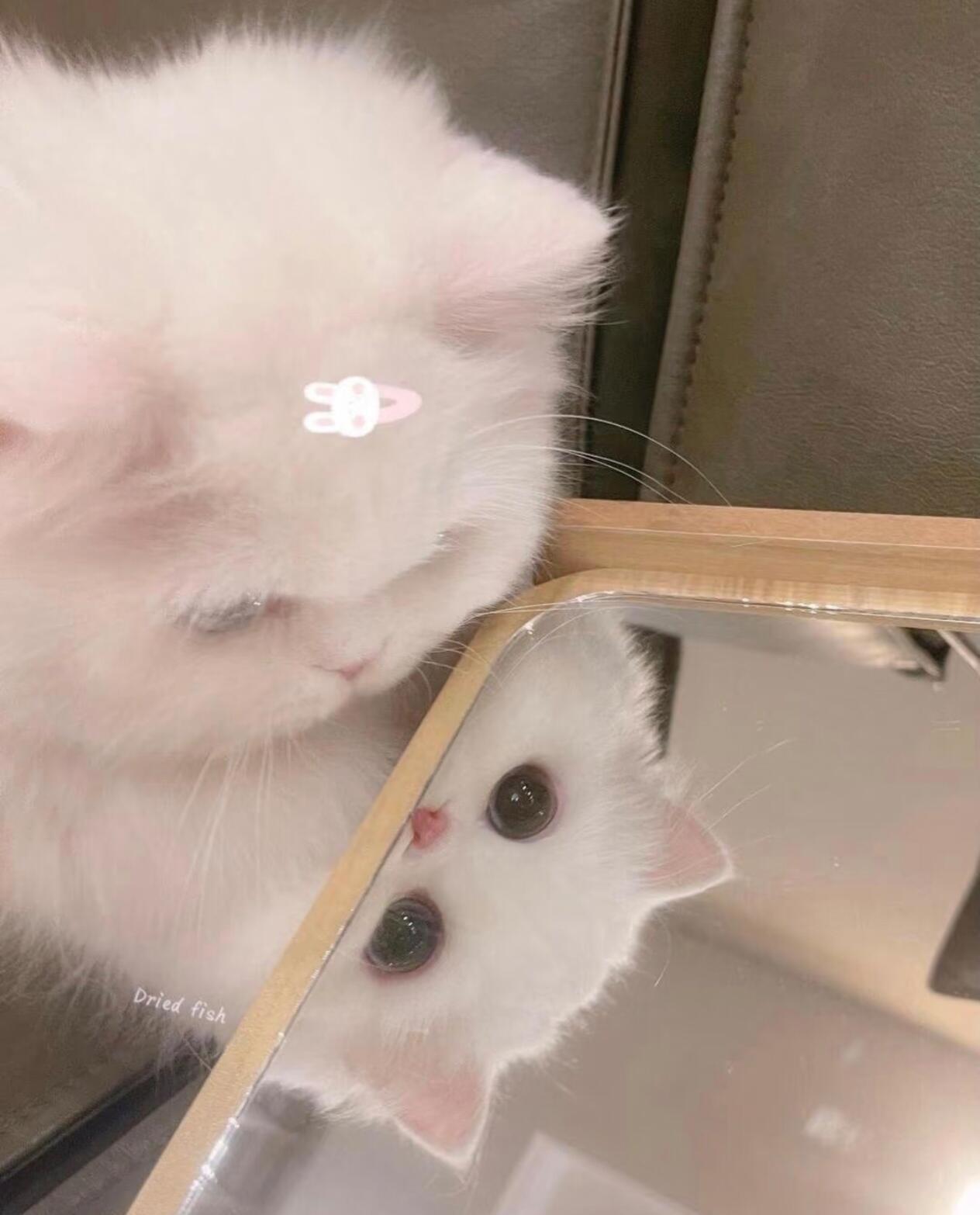 猫咪头像｜猫猫头像｜小猫拯救世界୨୧•͈ᴗ•