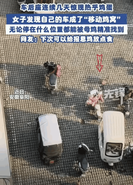 🌞11月8日报道，安徽阜阳，女子连续一周在自己的电动车里捡到鸡蛋。万万没想