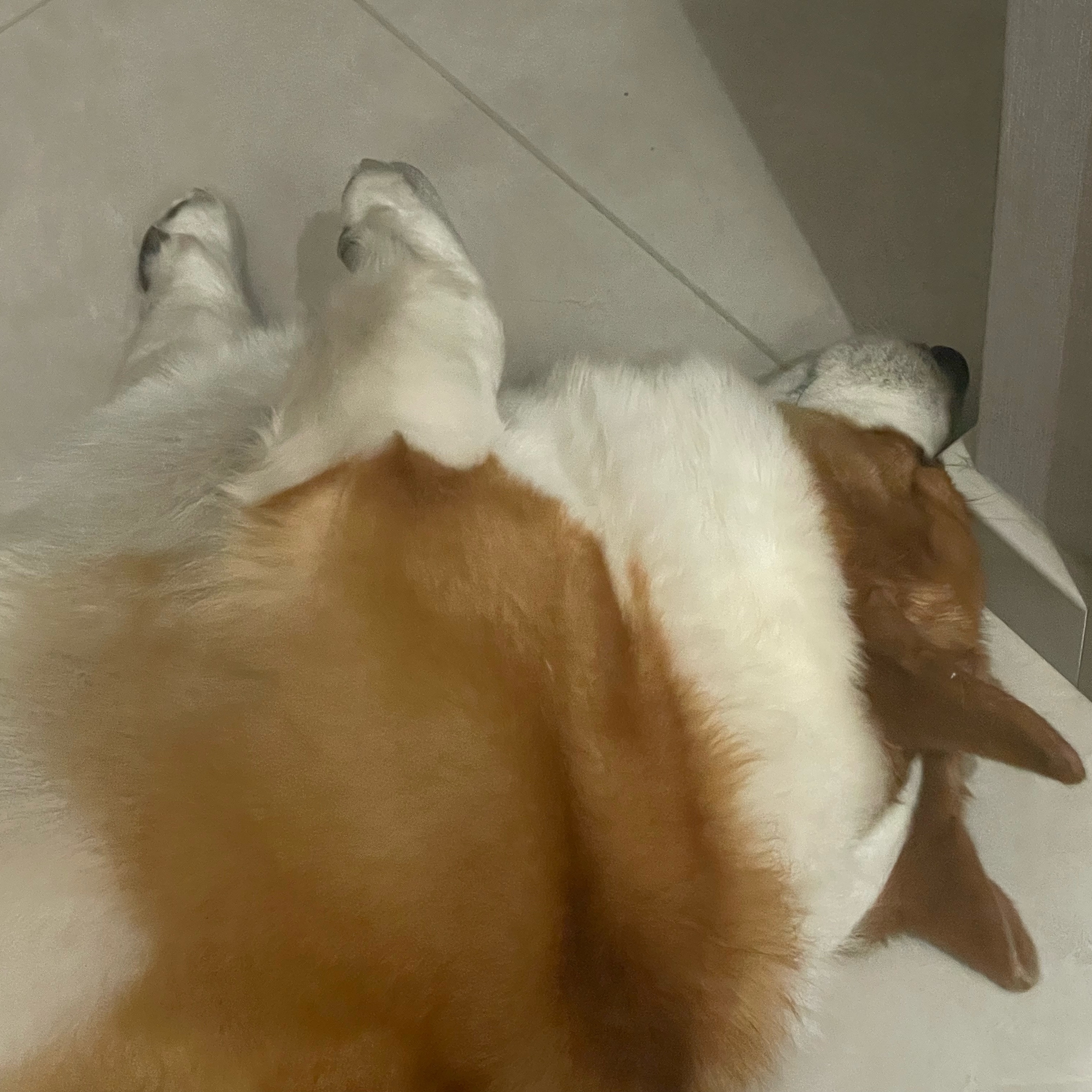 小狗要睡觉了请跟小狗说晚安😴
