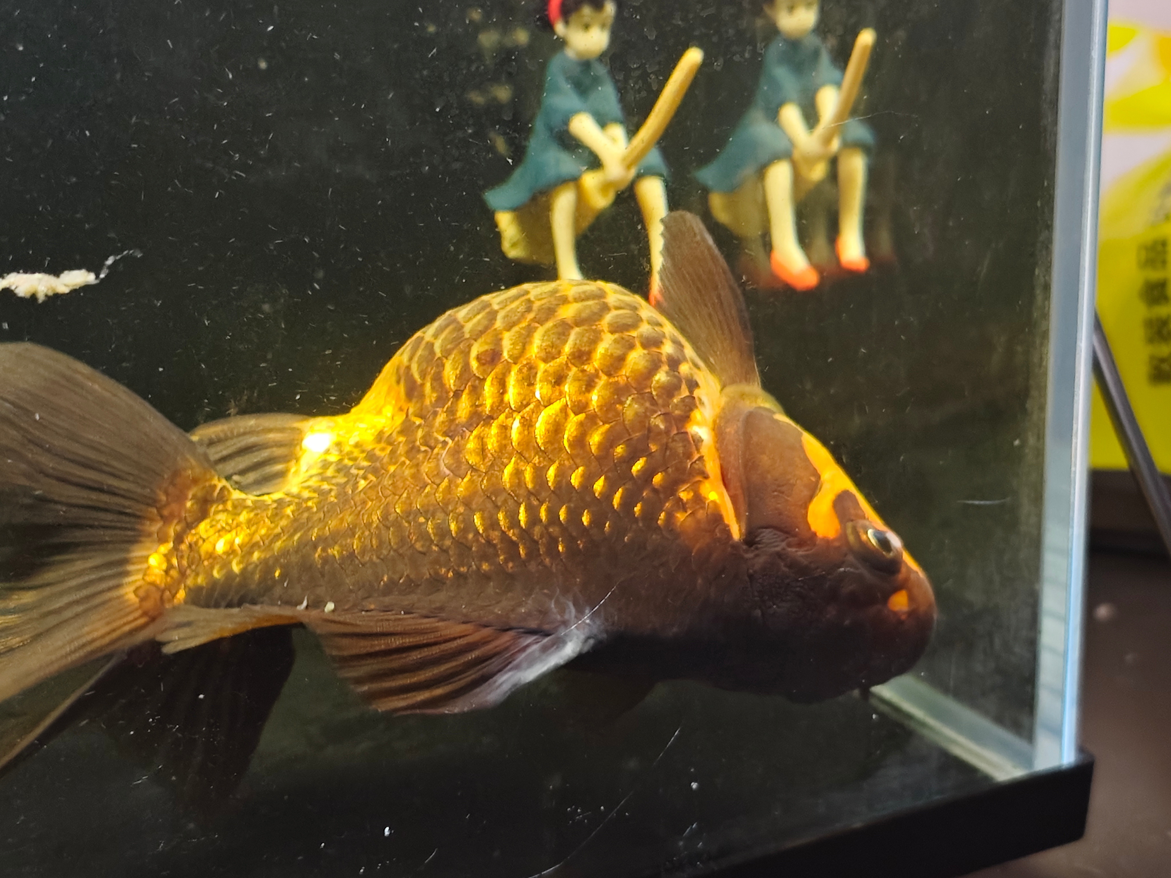 我这条养了几个月的小黑快不行了，躺着快一天了，但你动它它又能动，啥情况啊有没有懂