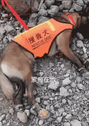 这是一条累瘫在地的搜救犬，它无力的倒在地上，胸腹部剧烈的起伏着，让人看的很是心疼