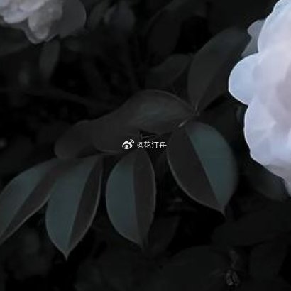 山茶花的种植方法：1.选苗与土壤：选择健康、无病虫害的山茶花苗木，土壤要求疏松
