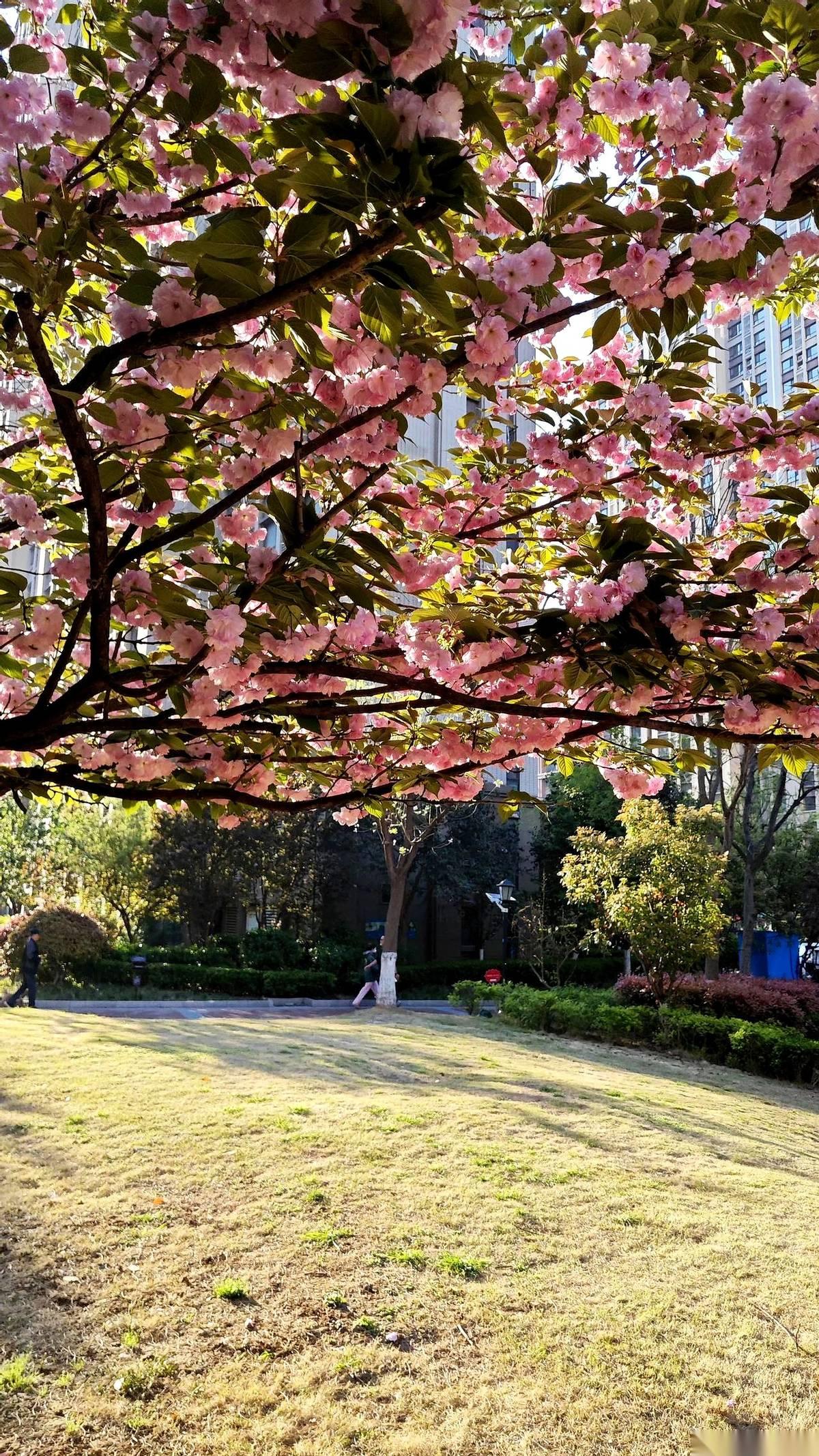 弘一法师晚年，曾留下这样一句，至今让人回味：“不是没感情，是感情用完了，不粘在