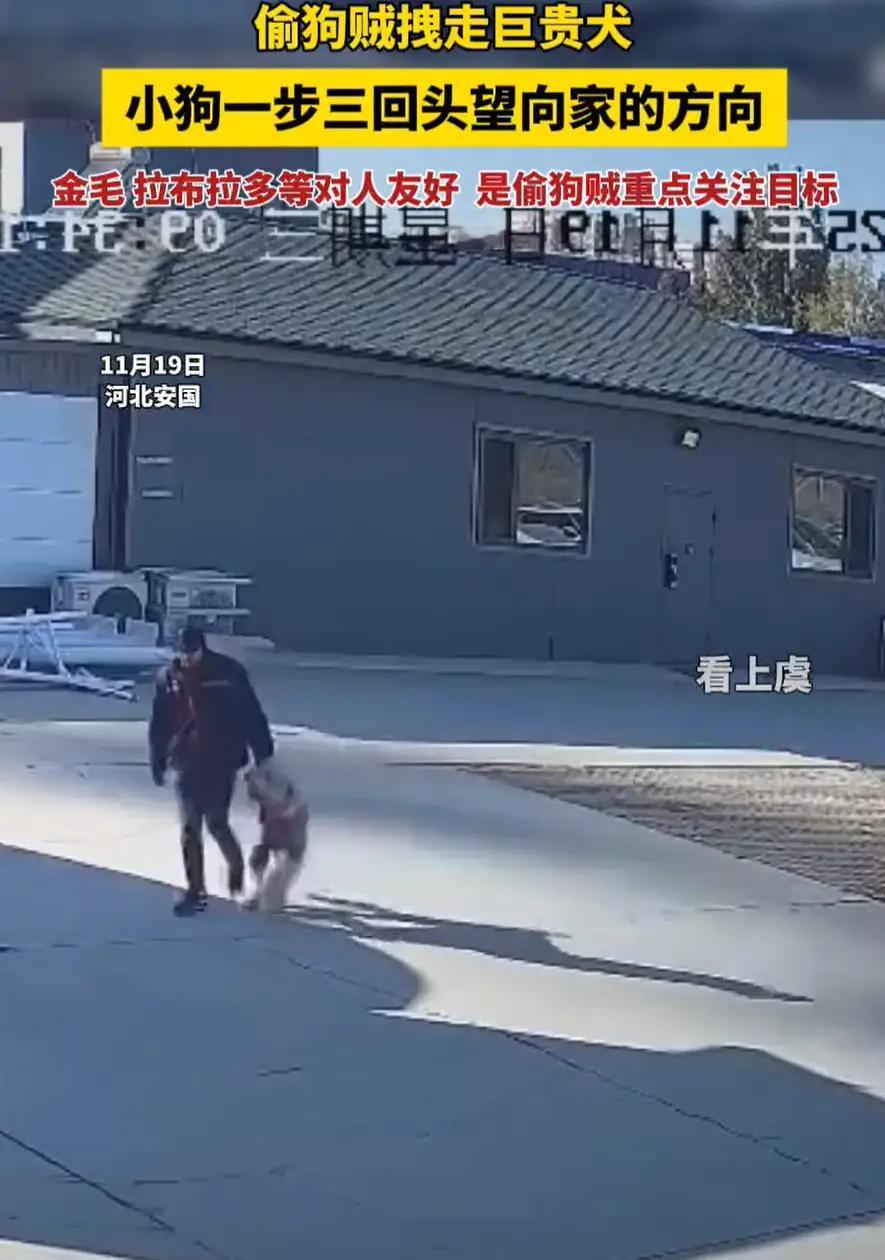 河北保定，一男子在家里养了条巨型贵宾犬，放在家门口院子里好好的，结果却突然不见了