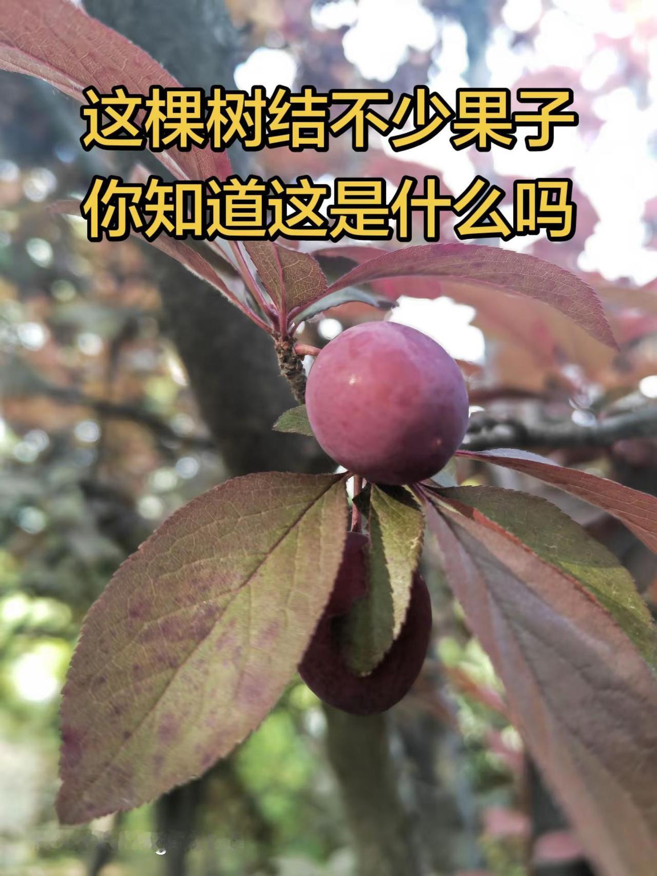 树上的果子真不少。树是大自然的诗发现自然的美自然植物治愈录🌿树是大自然的