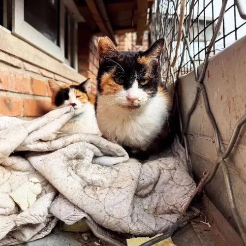 宠物血比人血还贵！猫输血一次4千。宠物血比人血还贵！猫输血一次4千，山东大哥养6