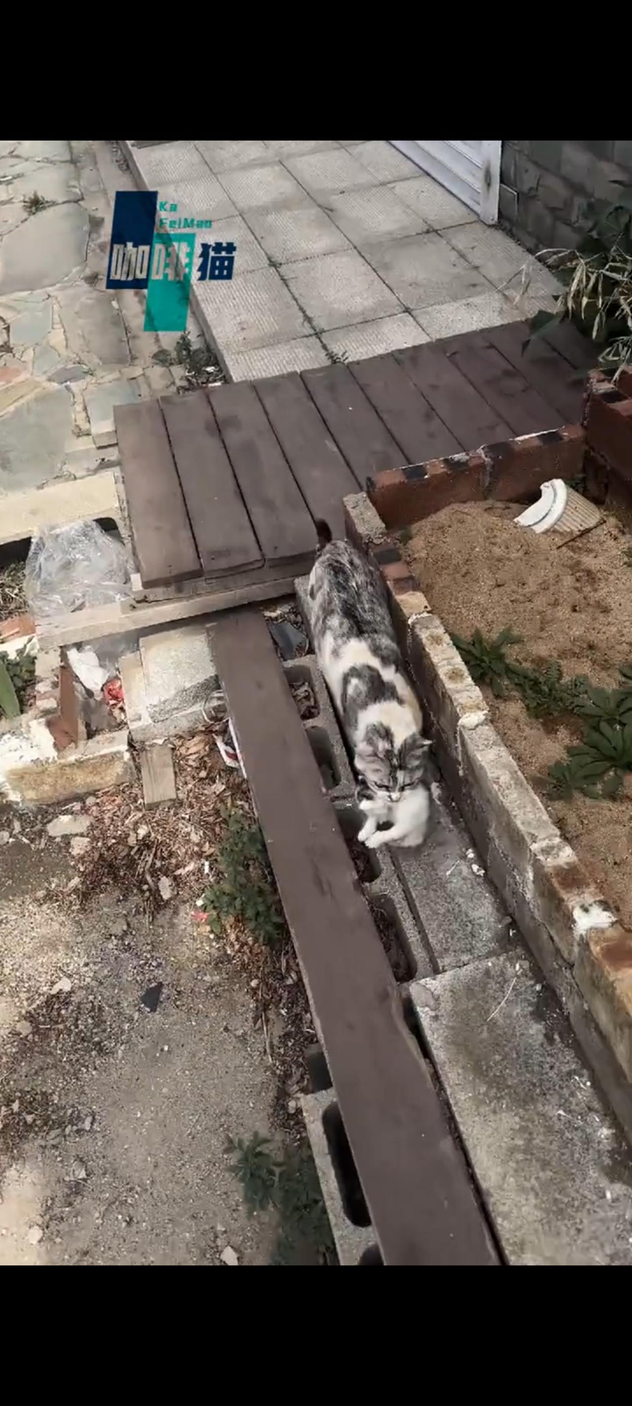 猫妈妈把最后一只幸存下来的小猫，带到了好心人的面前，希望看在她是一只可怜的流浪猫