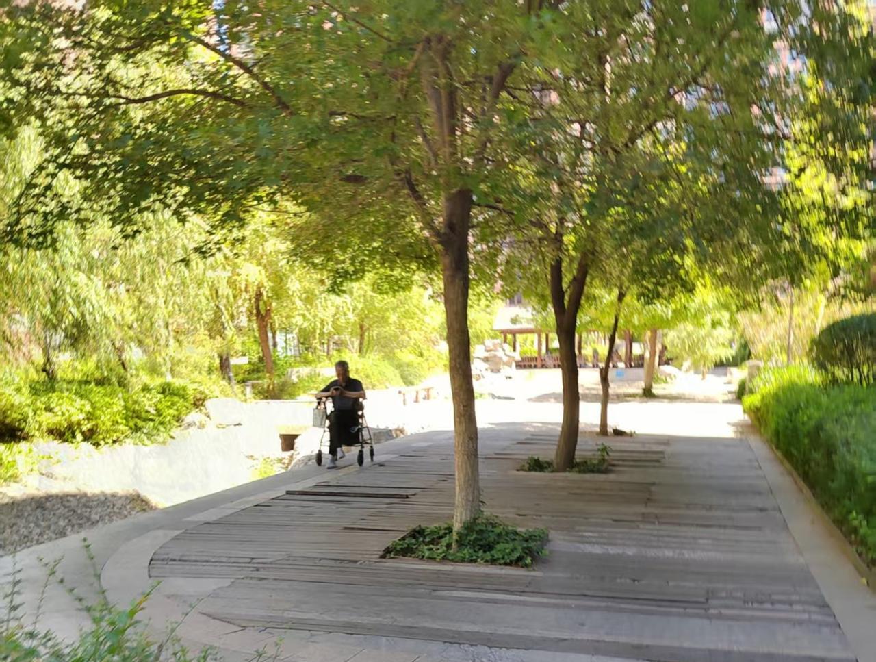 又看见那位老人独坐在枫林下的轮椅上，手捧着本泛黄的汽修教材。初夏的阳光穿过枝桠，