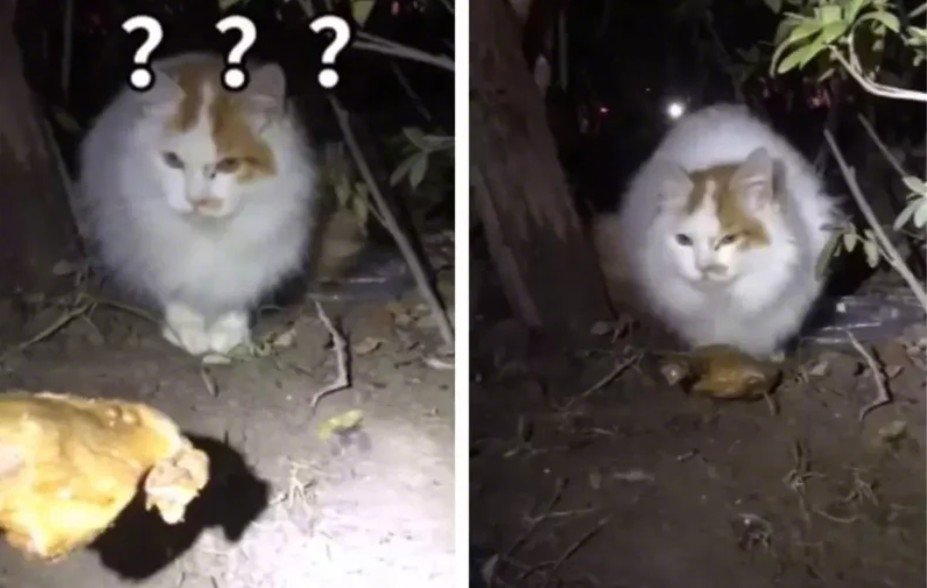 不少流浪猫都栖身在社区里，等待好心人施舍喂食。一名网友的社区禁止喂流浪猫，住户都