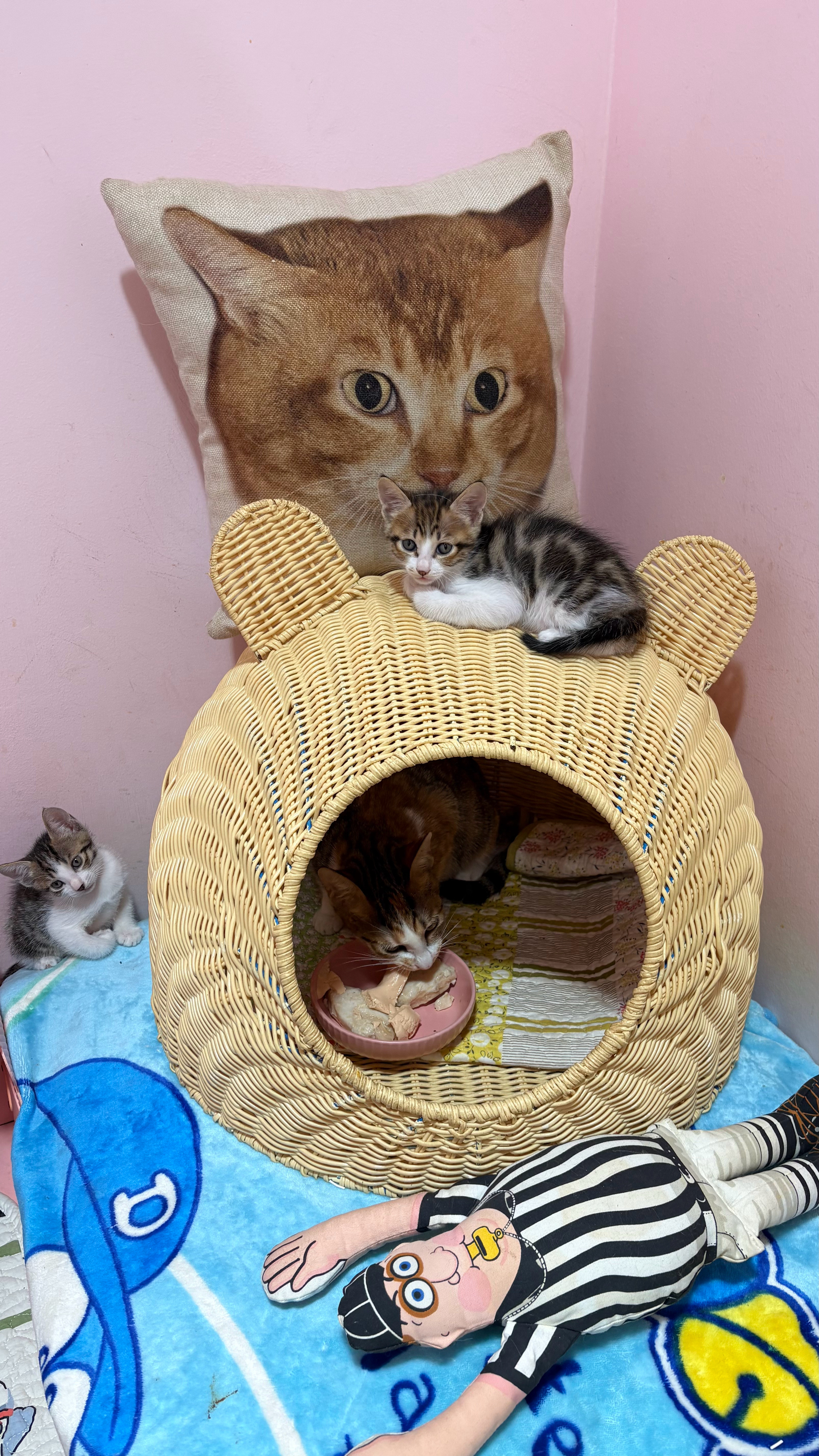 给仔继续找家。猫咪领养深圳领养毛茸茸的七夕情书深圳