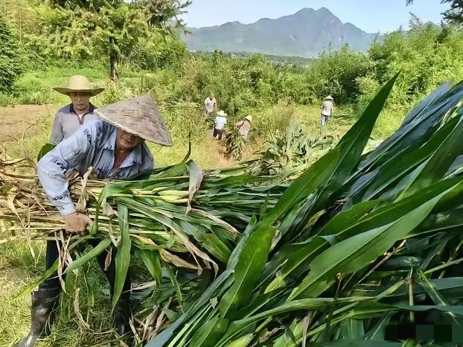 秸秆原来是金子啊！秸秆造出石墨烯，“点草成金”已成现实。近日，央视网报道，我