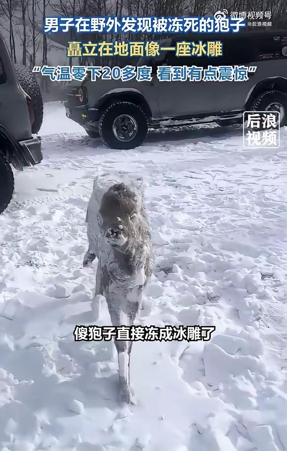 傻狍子说的还是真的，2月1号赤峰的王先生开车发现不远处雪地有一个被冻僵了动物，他