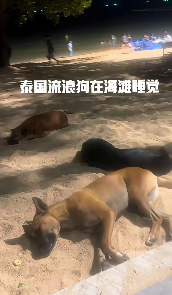 这是泰国流浪狗在熙熙攘攘的人流中，淡然入梦，中国什么时候能够像这样对待流浪猫狗，