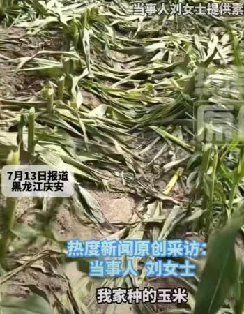 黑龙江农户刘女士23亩玉米地一夜全被人齐根割断，一年血汗收成直接被毁，哭着跟媒体