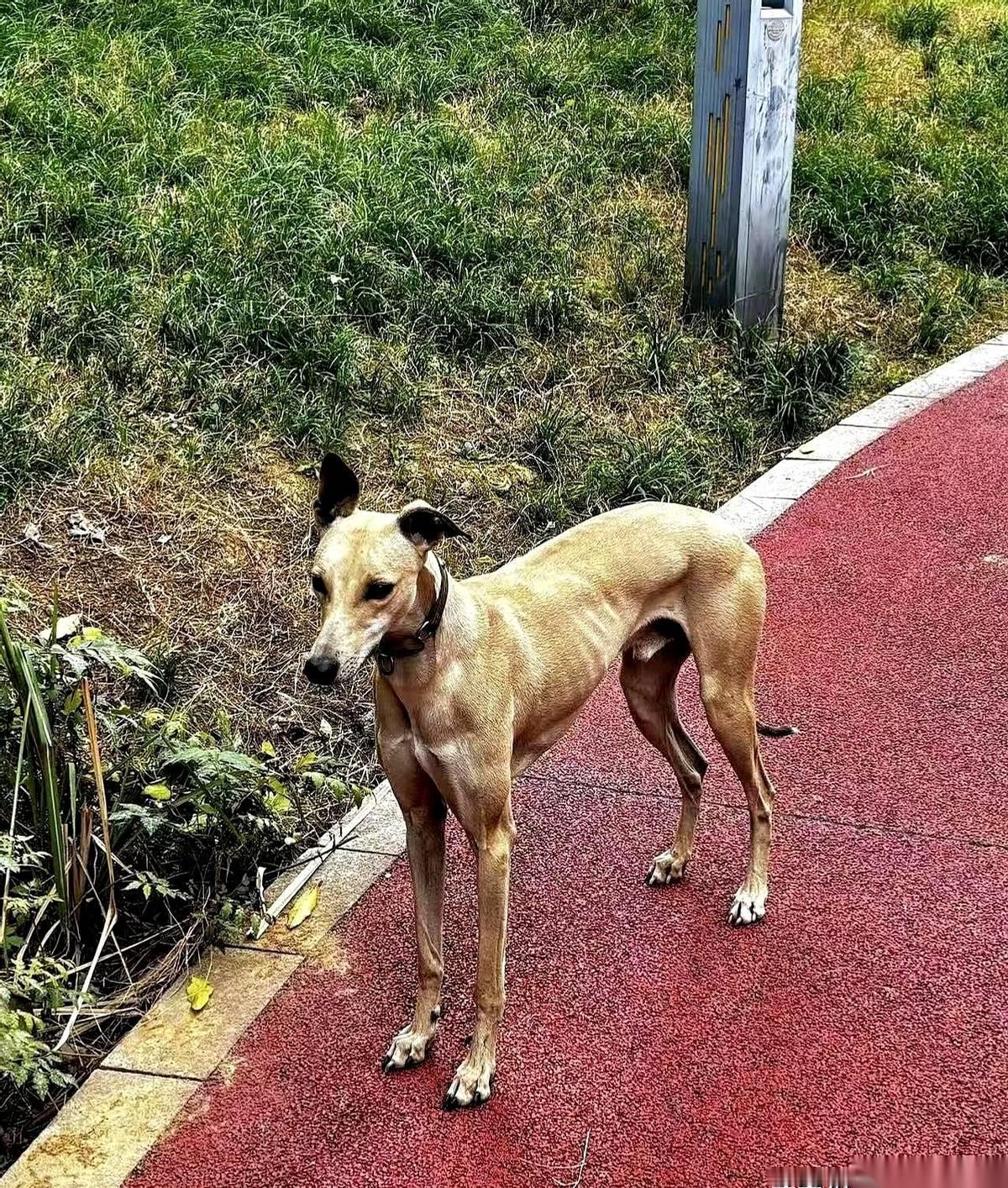 一个60斤的大狗，扑倒老人，人没了。家属找上门，开口要10万。狗主人两手一摊，梗