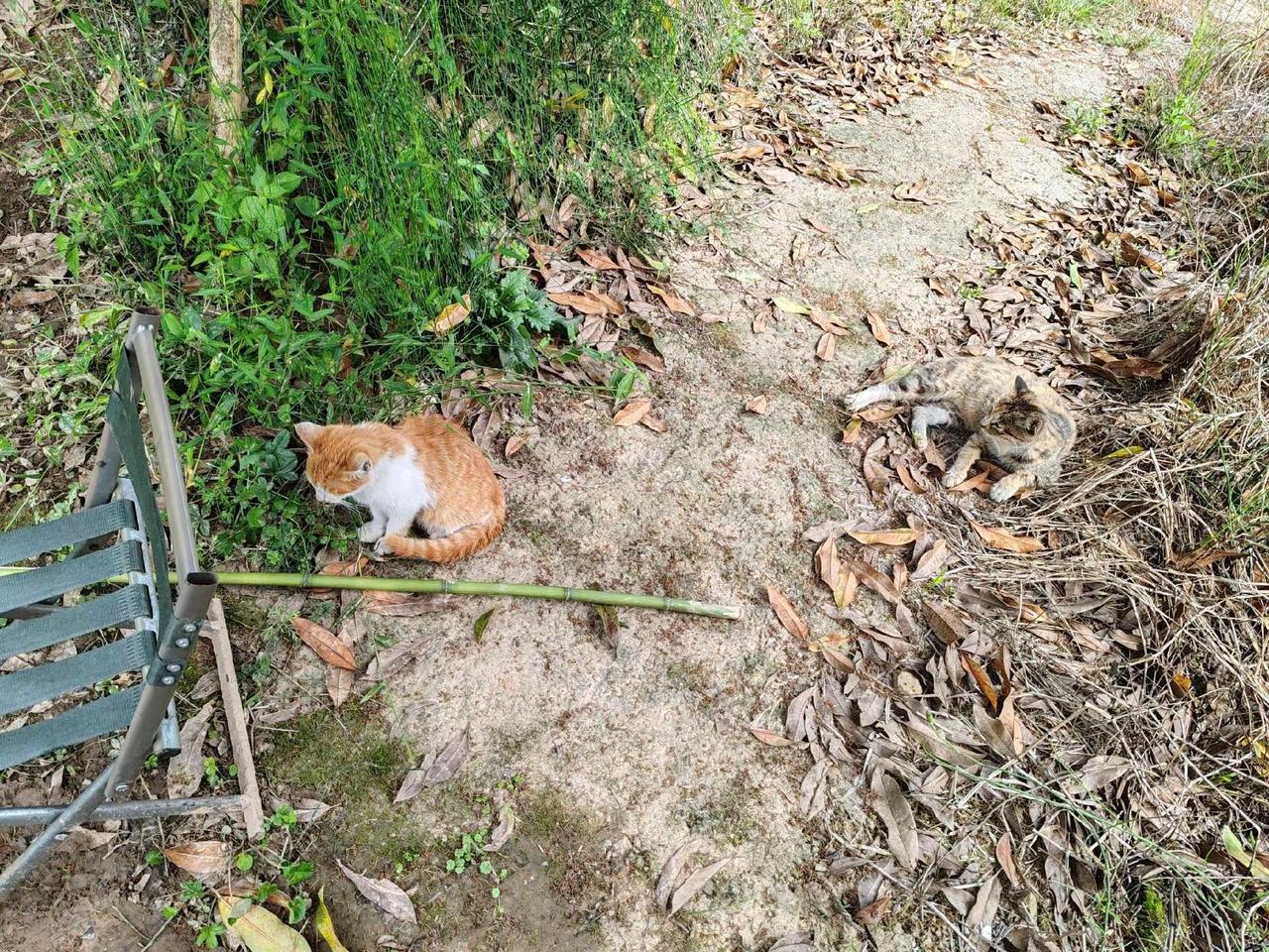 小猫咪赖格宝