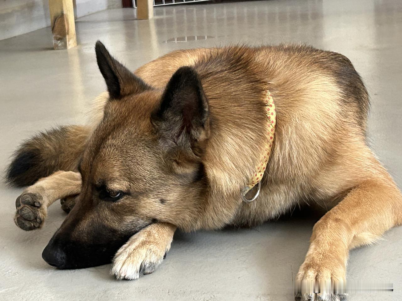 我们小区有很多养狗的！柴犬，牧羊犬，德牧，泰迪，小茶杯！等等！一到下雨天，这些大